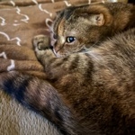 userPhoto