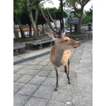 ちゃんぱく