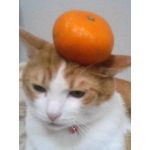 りる