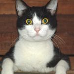 ちょいん