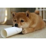 柴犬