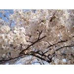 SakuLightning