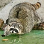 あらいぐマダガスカル