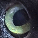 さかりきつねこ