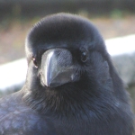userPhoto