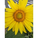 userPhoto