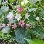 アバママ