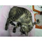 ウホチビ