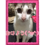 白ちゃんはほぼ、猫になれたんだ。