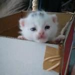 ぽこ(飼い主)