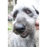 チャッピー