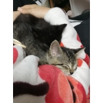 保護猫テテトト