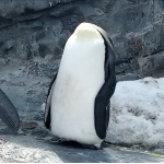 スフェスタ