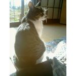 KAZ