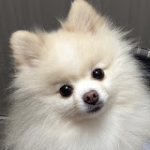 わんこ|｡･ω･)ﾓﾌﾓﾌ