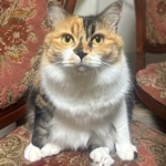 ぶち