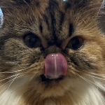 きょん