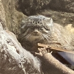 userPhoto