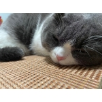 userPhoto