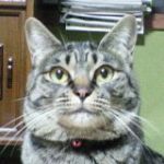 しょうが湯