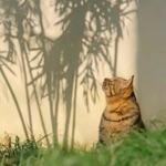 userPhoto