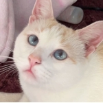 アシューリ