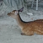 カイサイカ