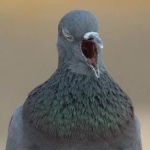 破吐-hato