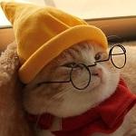 ベベ猫