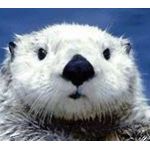らっこ