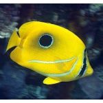 ウミヅキ