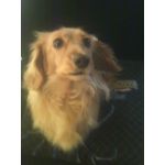 SYLPHY@dog