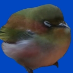 メジロがかわいすぎる