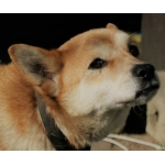 犬店長
