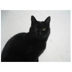chatnoir