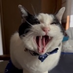 猫と楽しくチャンネル