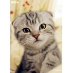 こんぺいとう