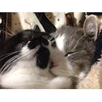 ちゃんはら