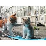 ☆さくりゃ☆