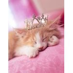 まんまる猫