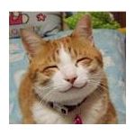 野良猫