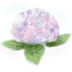 紫陽花ざらめ
