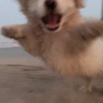 わんこ