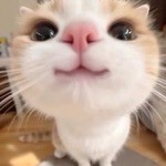 じゅんさい