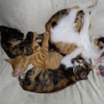 酔いどれ猫