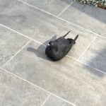 土鳩
