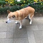 草ばやし