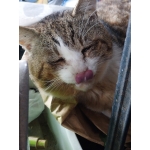 ブルースとねこさんの日常