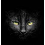黒猫マタ