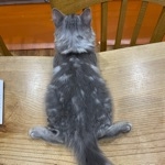ホッシー